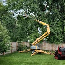 Best Fruit Tree Pruning  in Randolph Af, TX