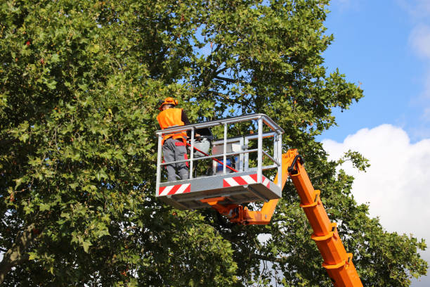  Randolph Af, TX Tree Services Pros