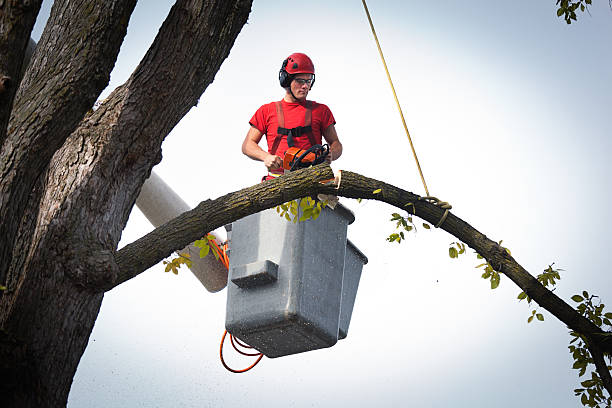 Why Choose Our Tree Removal Services in Randolph Af, TX?