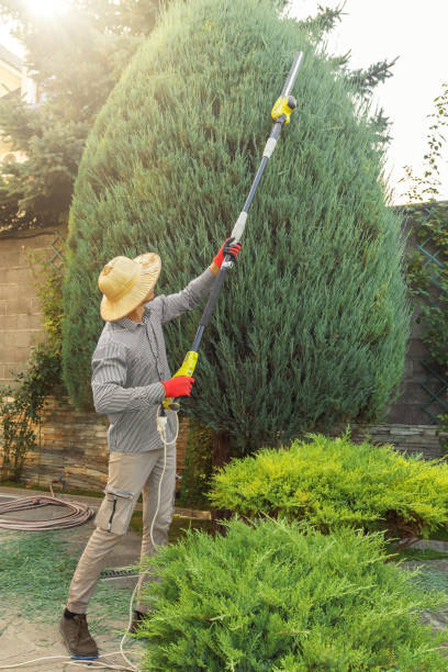 Best Tree Trimming and Pruning  in Randolph Af, TX