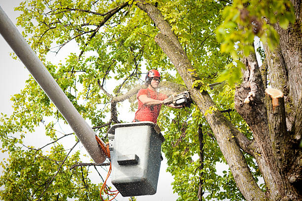 Best Hazardous Tree Removal  in Randolph Af, TX